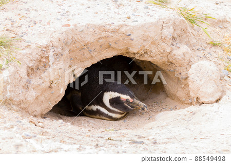 Magellanic penguin. Caleta Valdes penguin colony, Patagonia, Argentina 88549498