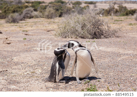 Magellanic penguin close up. Punta Tombo penguin colony, Patagonia Magellanic penguin close up. Punta Tombo penguin colony, Patagonia 88549515