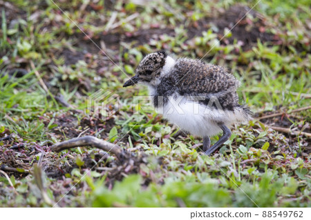 Juvenile northern lapwing (Vanellus vanellus) 88549762