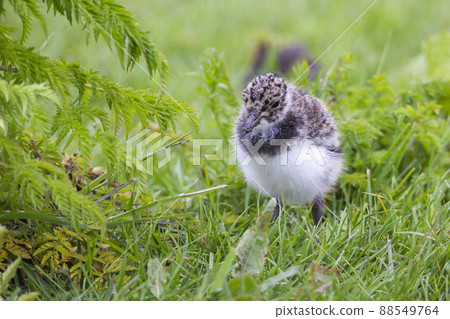 Juvenile northern lapwing (Vanellus vanellus) 88549764