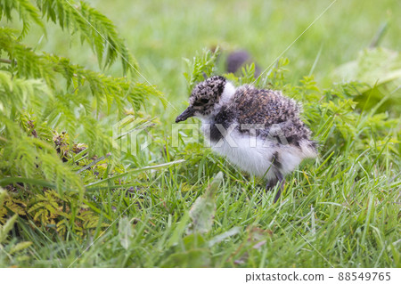 Juvenile northern lapwing (Vanellus vanellus) 88549765