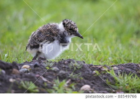 Juvenile northern lapwing (Vanellus vanellus) 88549766