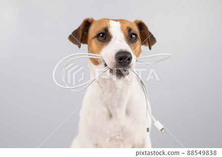 Jack russell terrier dog holding a type c cable in his teeth on a white background. Jack russell terrier dog holding a type c cable in his teeth on a white background. 88549838