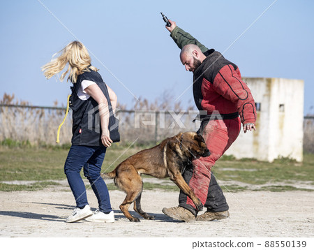 training of belgian shepherd 88550139