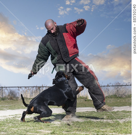 training of dobermann pinscher 88550140