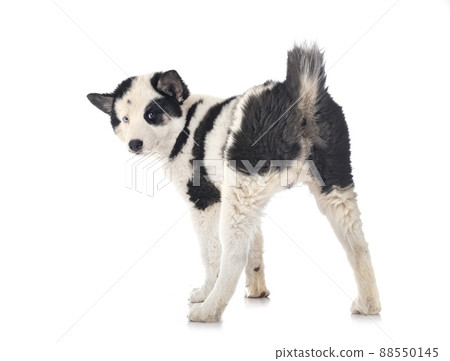 young Yakutian Laika young Yakutian Laika 88550145