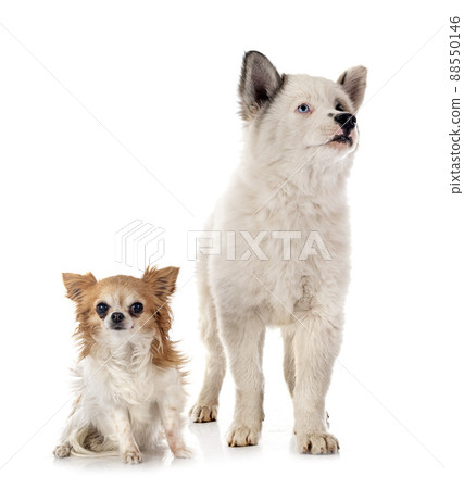 young Yakutian Laika and chihuahua 88550146