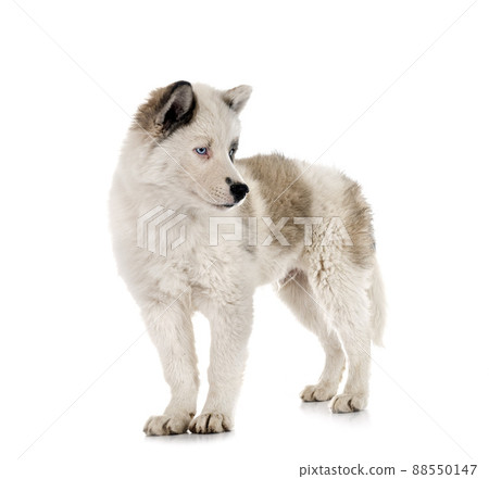 young Yakutian Laika young Yakutian Laika 88550147