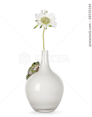 Green tree frog on white background Green tree frog on white background 88550184