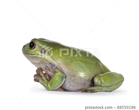 Green tree frog on white background 88550186