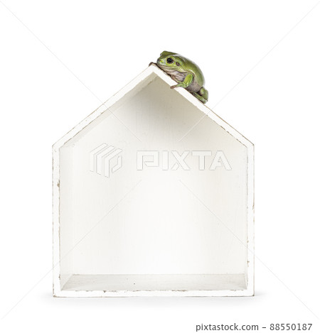 Green tree frog on white background Green tree frog on white background 88550187