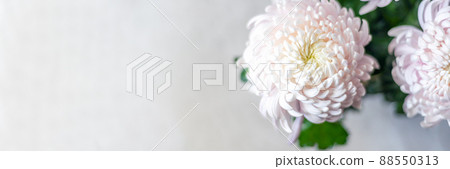 Pink chrysanthemum flowers Pink chrysanthemum flowers 88550313