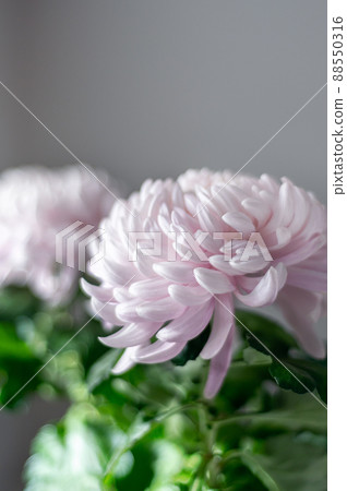 Pink chrysanthemum flowers 88550316