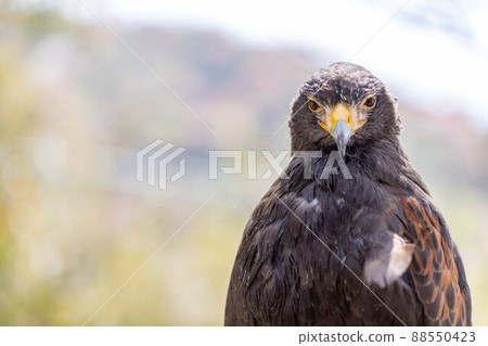Sparrowhawk facing the top 88550423
