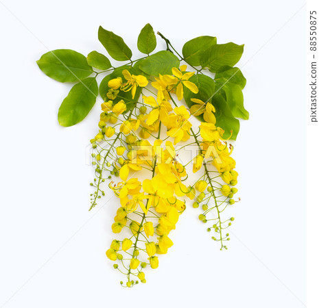 Cassia fistula flower on white background. Cassia fistula flower on white background. 88550875