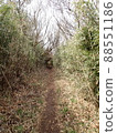 狹窄的竹竹路 88551186