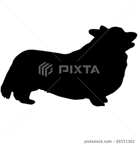 Welsh Corgi dog black silhouette on white background Welsh Corgi dog black silhouette on white background 88551362
