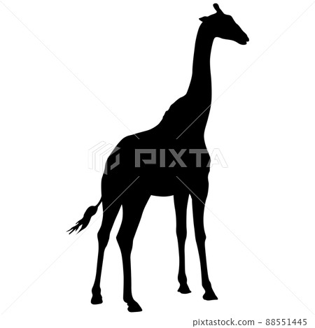 Silhouette of a high African giraffe on a white background Silhouette of a high African giraffe on a white background 88551445