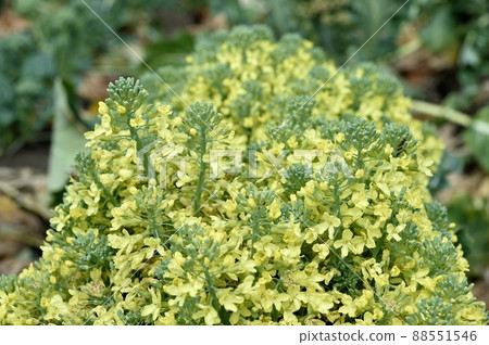 Broccoli flowers 88551546