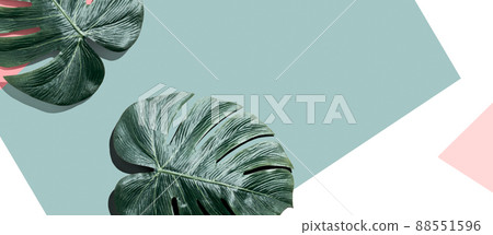 Tropical monstera leaves from above with shadow Tropical monstera leaves from above with shadow 88551596
