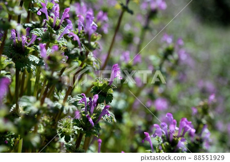 霍托肯諾扎 霍托肯諾扎 88551929