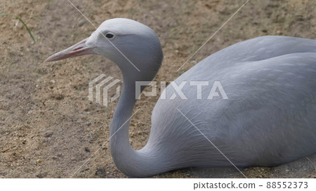 Blue Crane Stanley heavenly belladonna in the Moscow Zoo Blue Crane Stanley heavenly belladonna in the Moscow Zoo 88552373