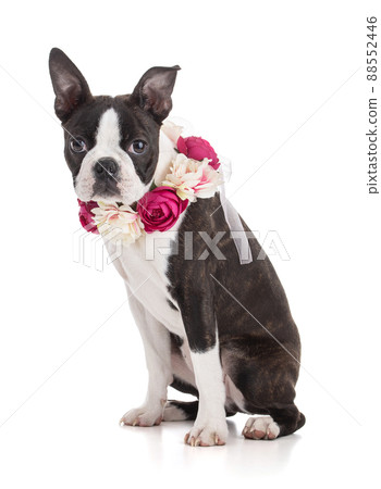 Young Boston terrier bi color with a flower crown 88552446