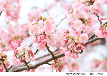 Cherry blossoms, cherry blossoms that have begun to bloom, three-minute bloom Cherry blossoms, cherry blossoms that have begun to bloom, three-minute bloom 88552588