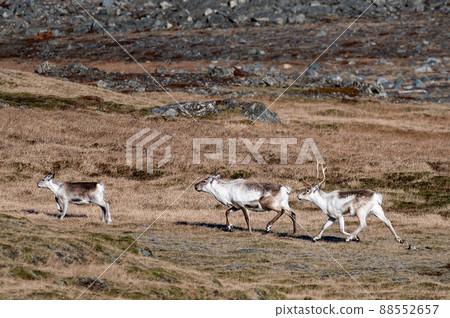 Reindeer in Iceland Reindeer in Iceland 88552657