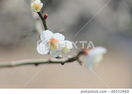 Plum blossom white plum in full bloom 88552669