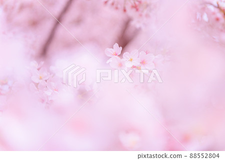 櫻花盛開，入學畢業照 88552804