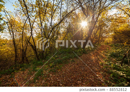 Autumn woodland path with beautiful colours. Carpathian mountains range. Ukraine. 88552812