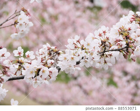 Cherry Blossoms Cherry Blossoms 88553071