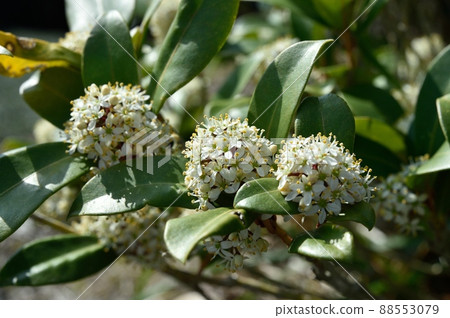 Flower of Miyamashikimi 88553079