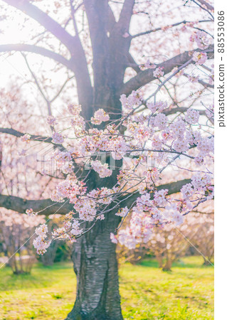 櫻花早春圖片素材 櫻花早春圖片素材 88553086