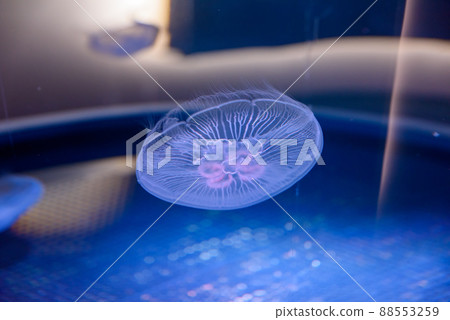 水族館水母展 88553259