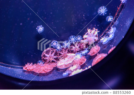 水族館水母展 水族館水母展 88553260