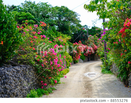 竹富島的九重葛 竹富島的九重葛 88553276