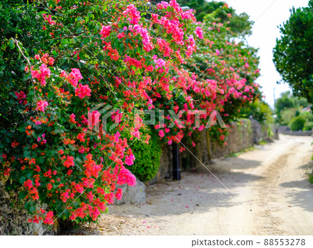 Bougainvillea at Taketomijima Bougainvillea at Taketomijima 88553278