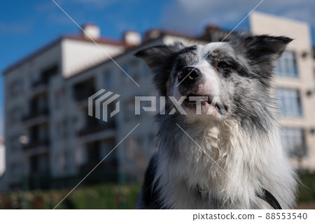 Portrait of a spotted border collie on a walk along the embankment. Portrait of a spotted border collie on a walk along the embankment. 88553540