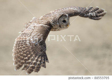 Flying owls, birds of prey 88553705
