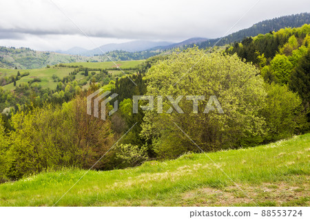 beautiful rural scenery in spring. landscape in the carpathians with fresh green meadows and spruce forest. overcast sky above the distant ridge beautiful rural scenery in spring. landscape in the carpathians with fresh green meadows and spruce forest. overcast sky above the distant ridge 88553724