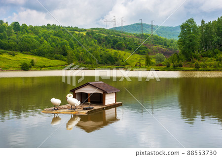 landscape with swans on the calm lake. beautiful reflection in the water. tranquil nature background in summer. elegant white birds in green outdoors 88553730