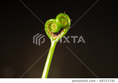 圓葉茅膏菜食蟲植物 88553792