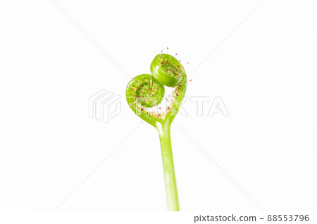 圓葉茅膏菜食蟲植物 88553796