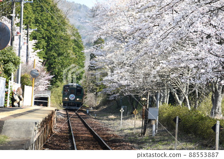 Sakura blooming Shigaraki Kogen Railway Sakura blooming Shigaraki Kogen Railway 88553887