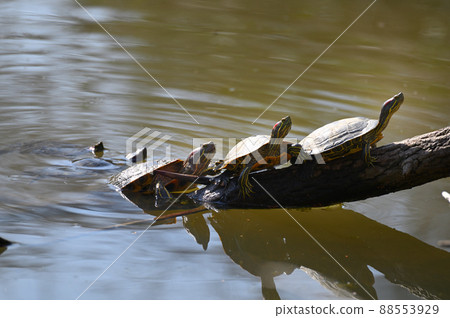 Turtle shellfish 88553929