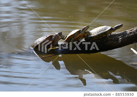 Turtle shellfish Turtle shellfish 88553930