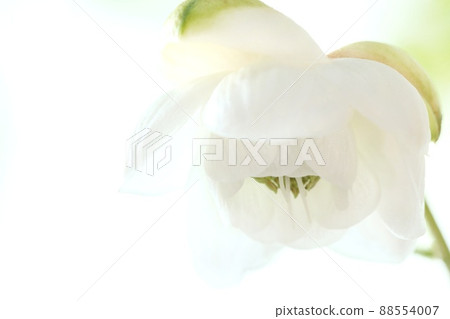 Anemonopsis macrophylla white flower close-up wild grass bright background 88554007