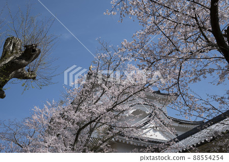 Spring cherry blossoms and Otaki castle 88554254